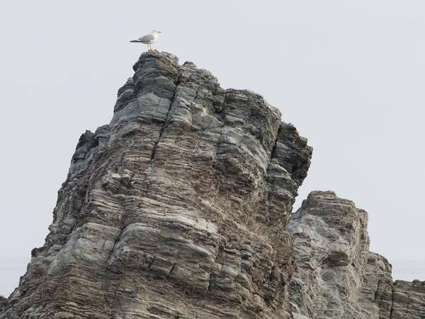<h3><a href="/trips/kreta/biota/animalia/chordata/aves/024 charadriiformes/017 laridae/larus michahellis/larus michahellis-nl.html">Larus&nbsp;michahellis</a> / Yellow‑legged&nbsp;gull / Geelpootmeeuw</h3>OM-1 Mark II met OLYMPUS M.150-400mm F4.5, 1/1000 sec  bij F11.0, ISO 2000, afstand 76.3&nbsp;m